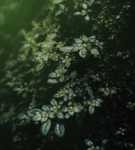 A detailed view of aquatic plants in a green-hued pond, creating a serene natural pattern.